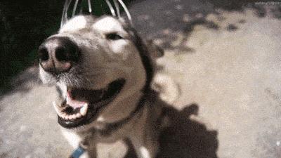 两个月狗狗眼屎多用什么药,狗狗眼屎多什么原因导致的