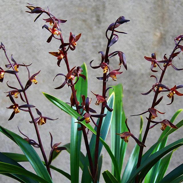 好看又好养的兰花有哪几种,推荐几款香味最好而且好养的兰花