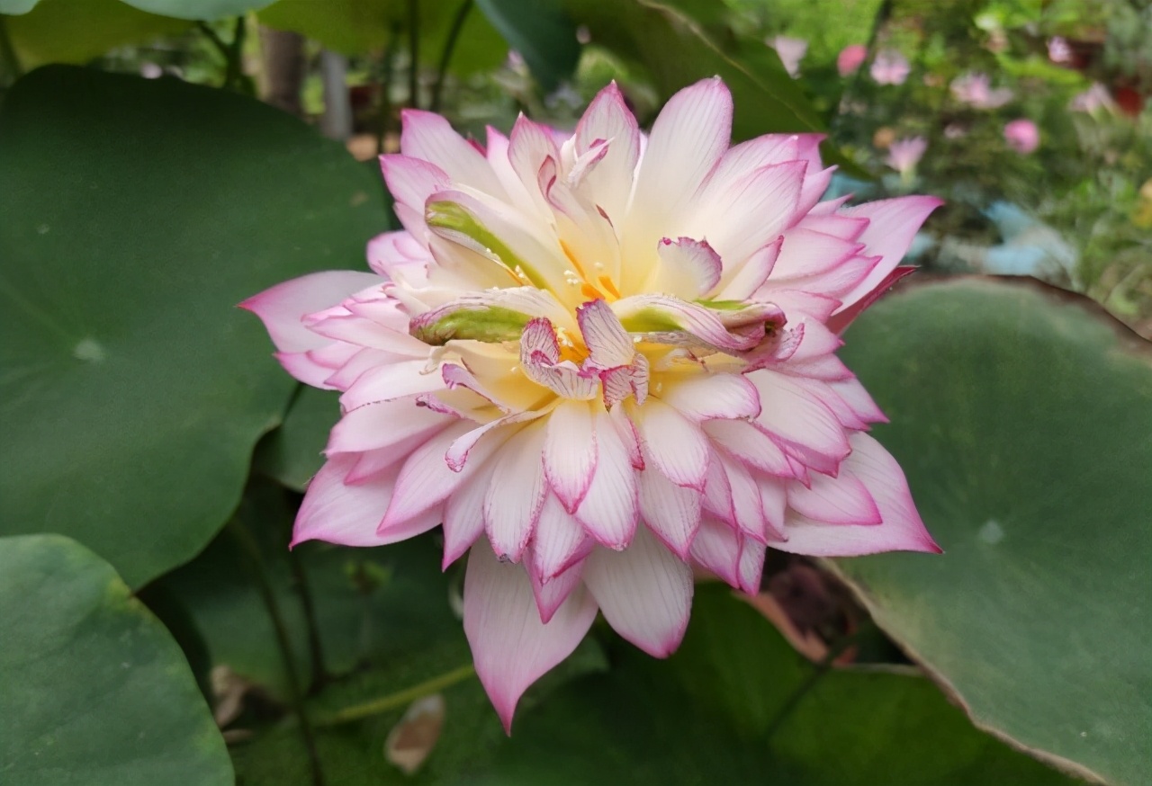 睡莲种植方法和技巧,睡莲种植最佳方法图解