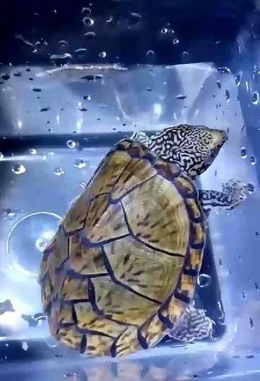 新手养龟泥龟推荐品种,麝香蛋龟是水龟还是半水龟好养些