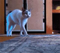 怀疑猫咪身上有虫怎么检查,怀疑猫咪中毒应做什么检查