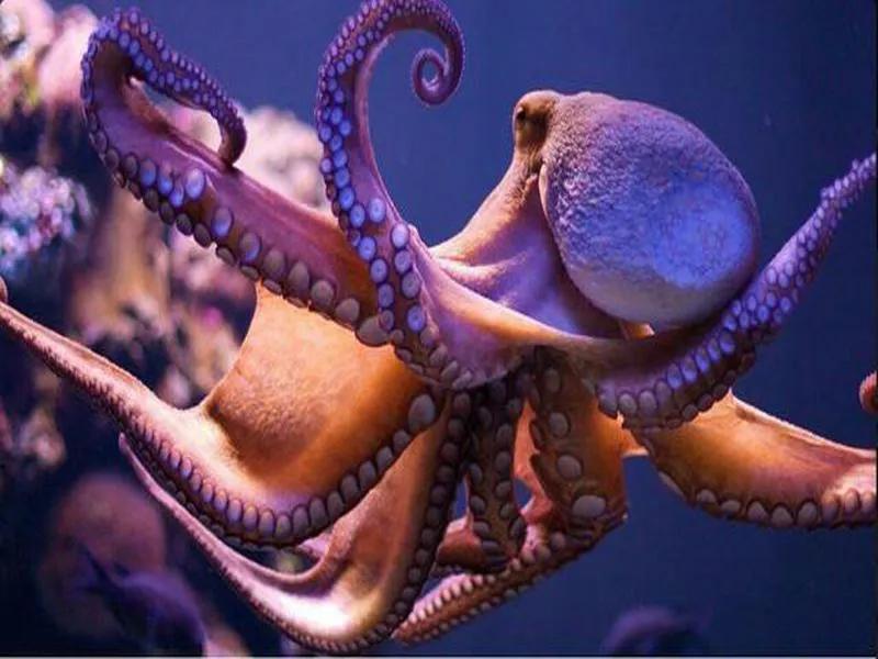 鱿鱼章鱼乌贼墨鱼八爪鱼区别,鱿鱼章鱼和乌贼区别