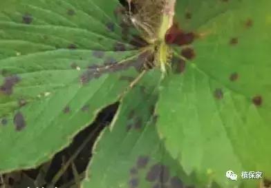 南京地区草莓病虫害防治的现状,温室草莓病虫害种类及防治措施