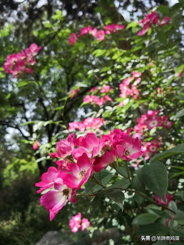 游玩北京香山公园之行,7月的北京香山公园图片