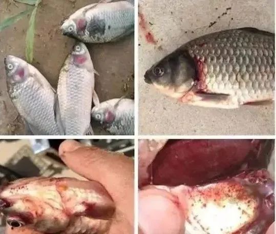 鱼鳃出血是什么病,鱼烂鳃病最佳治疗方法