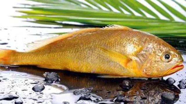 最好吃的海鱼十大排名,最好吃海鱼排行