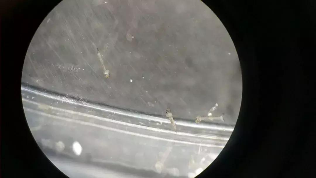 温州蚊子怎么这么多,蚊子警报