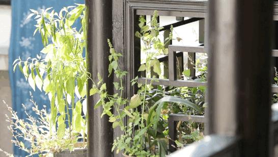 李子柒被包装走红,李子柒印花布