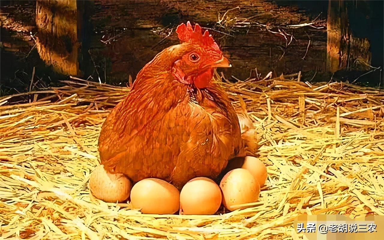 农村俗语：“母鸡鸣叫只因疼，公鸡鸣叫为送行”，是啥意思？