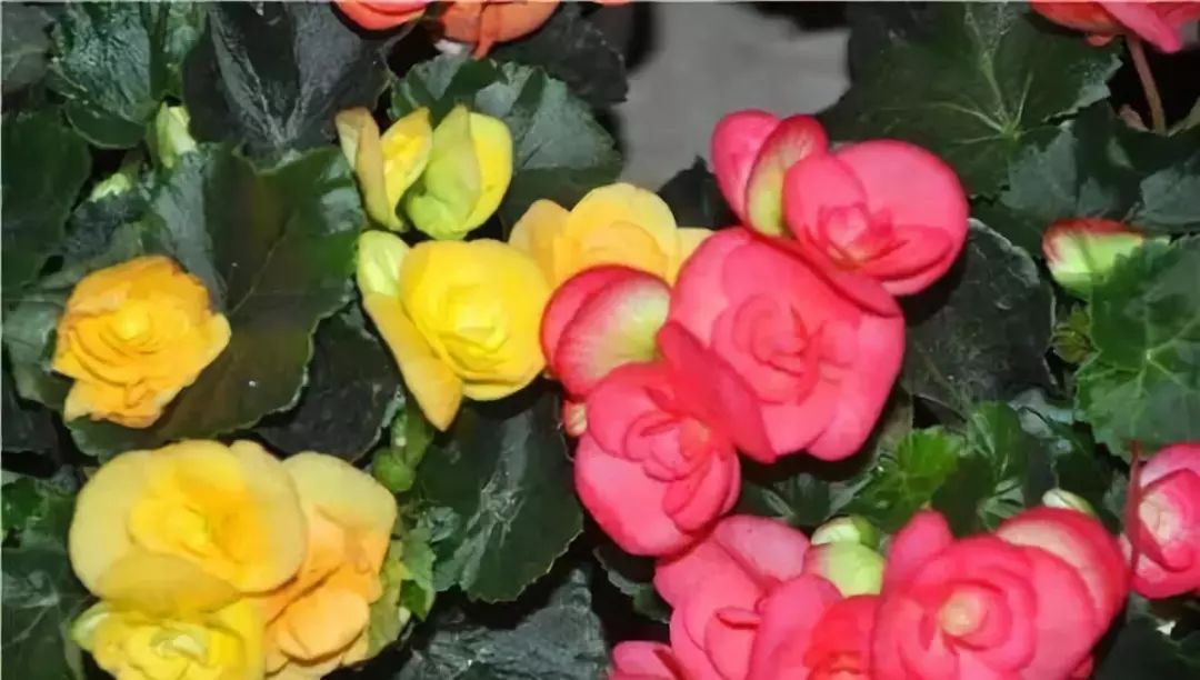 室内宜养的花海棠四季开花吗,四季海棠开花时候施什么肥料好