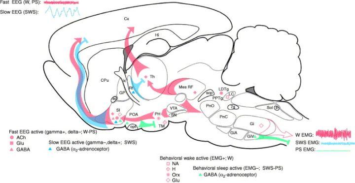 晚上总是做梦睡不好是什么原因,半夜老是做梦是肝不好吗
