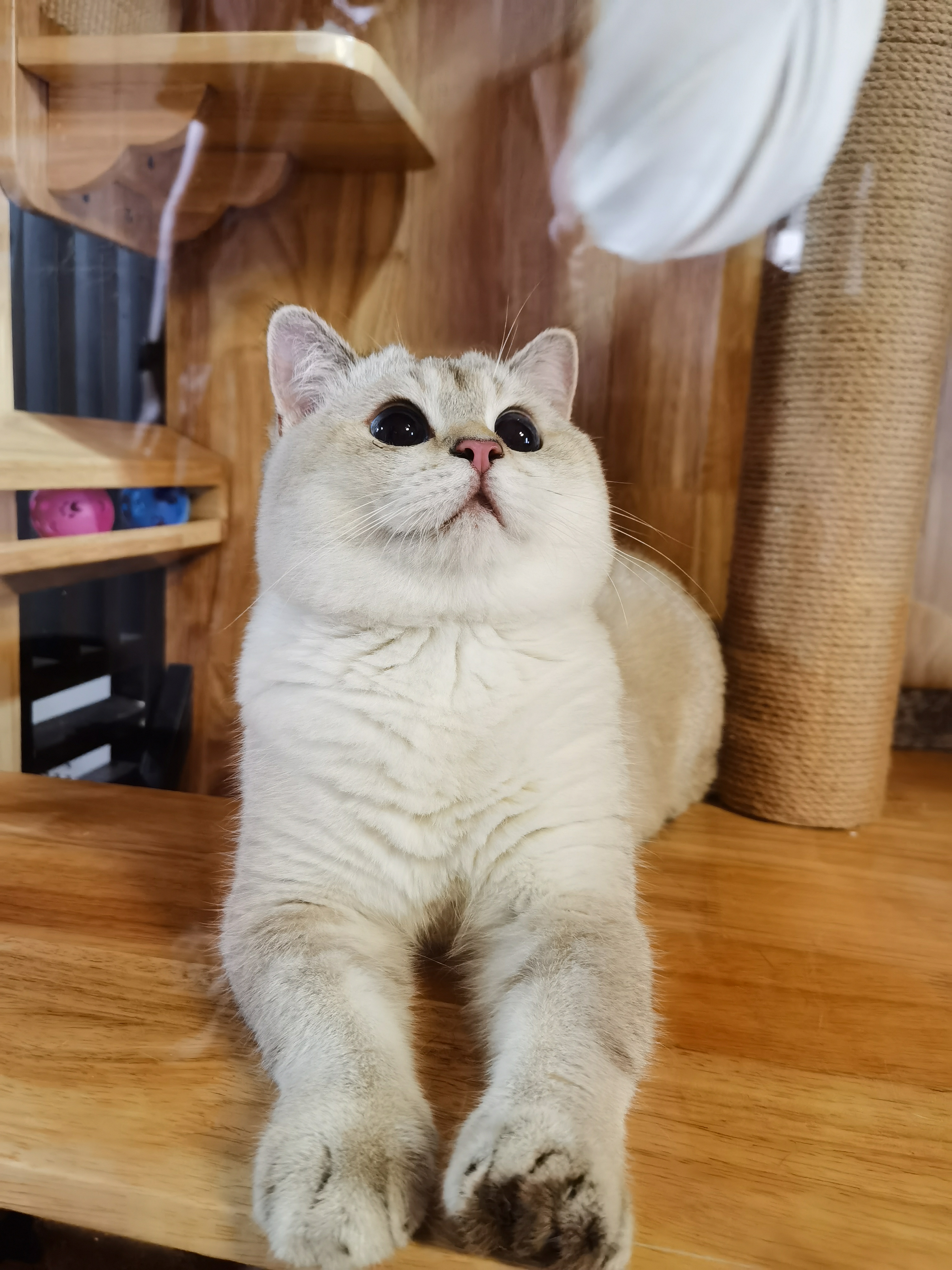 像周震南的猫,周震南的猫有多少