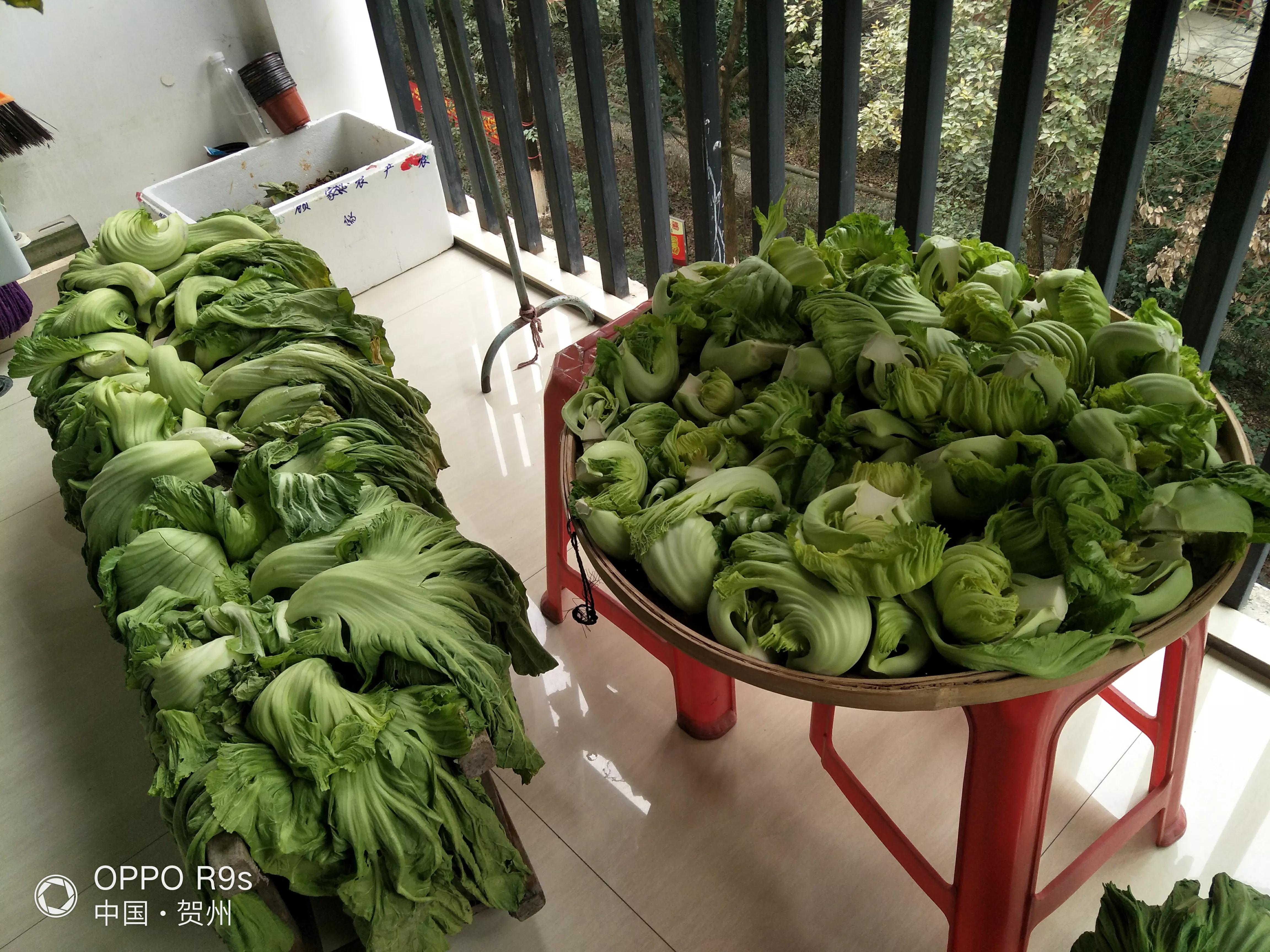 你们见过这样腌咸菜的吗？我从很小就看过我爸妈是这样腌咸菜的了