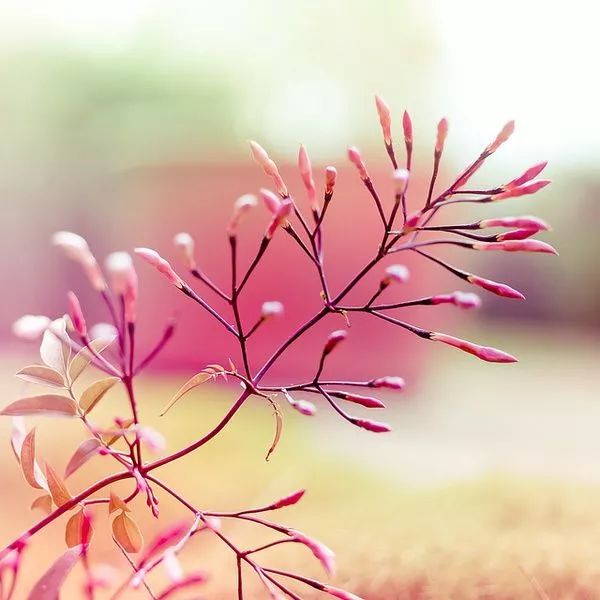 春天是苏轼笔下的什么,苏轼关于春天10首经典诗词