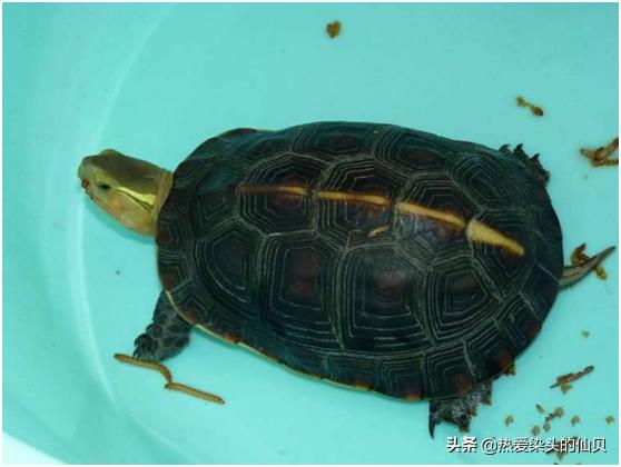 龟易应激怎么调理,龟生病是怎样的表现