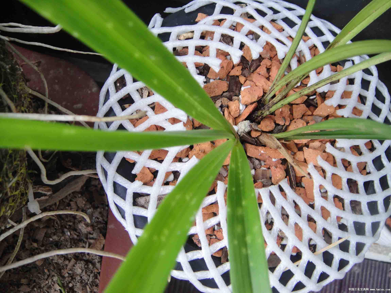 石斛兰花上有黄点什么原因,栽种的兰花进50天了为什么叶片黄