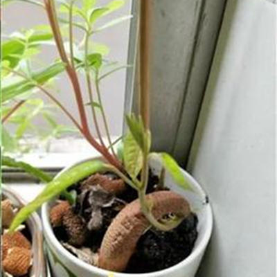 榴莲是水果之王吗,榴莲核子怎样种才能种成一棵树