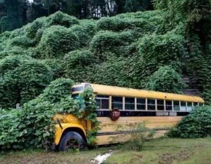 又一物在美国泛滥成灾，当地人称为恶魔，中国人却花大价钱求购