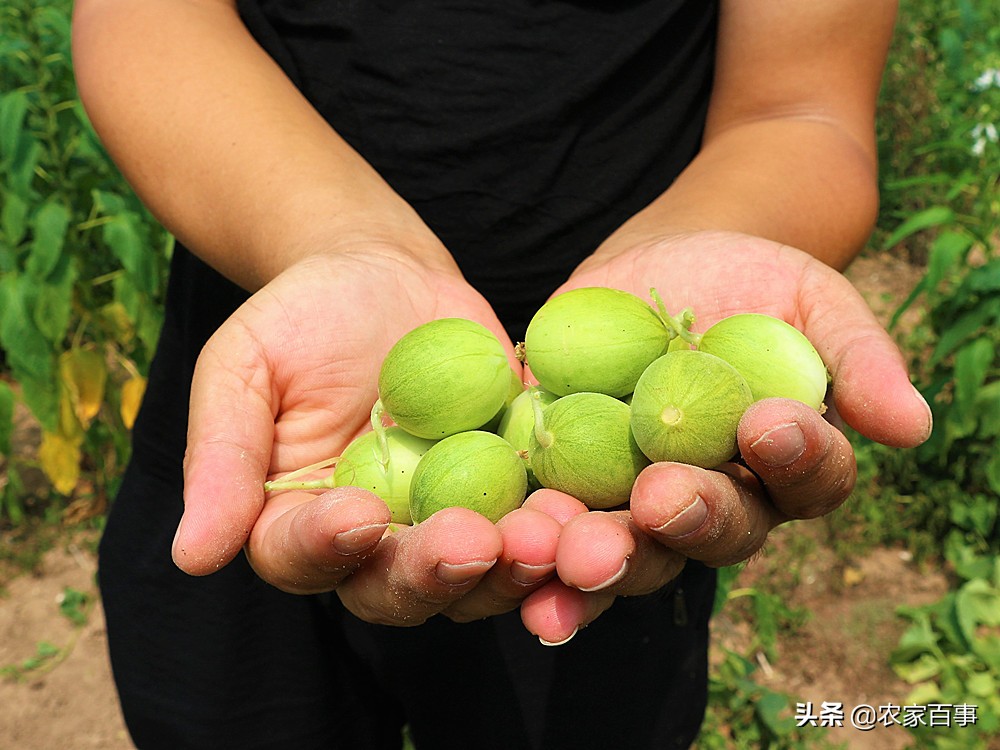 农村的小屎瓜是什么,农村常见屎瓜来历