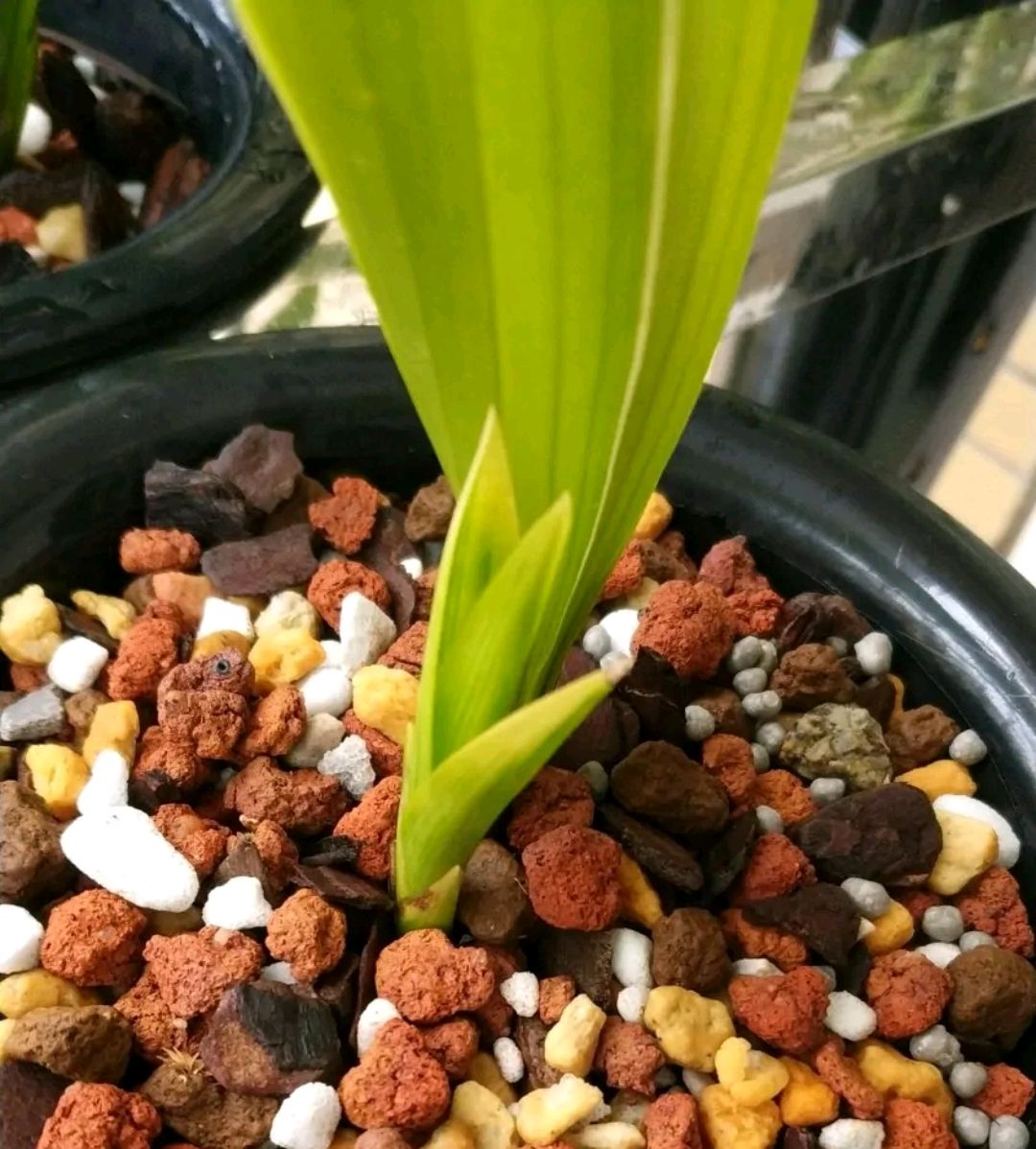 换好盆的兰花有花苞是否要施肥,春季兰花换盆后多长时间才能施肥