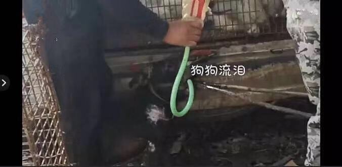 太残忍！掰开嘴插水管，给狗灌水只为多赚30元狗肉钱
