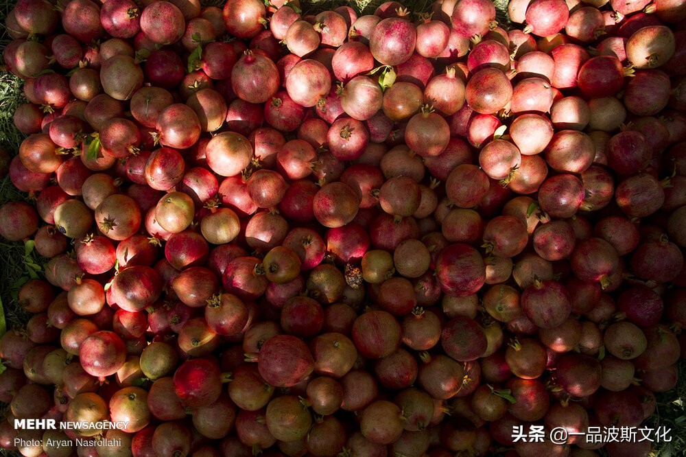 伊朗波斯石榴在哪里,伊朗石榴与波斯石榴