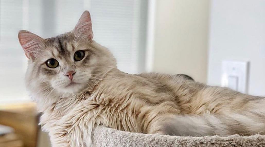 猫咪支原体衣原体什么症状,猫咪衣原体感染一般多久可以治愈