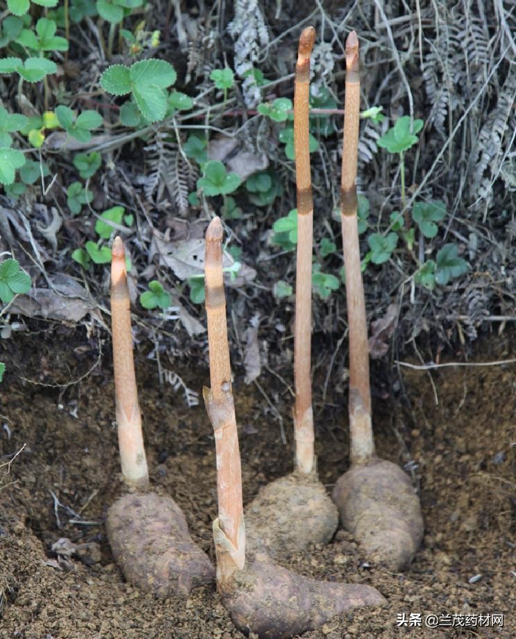 云南昭通野生新鲜天麻产地,真正道地的昭通天麻特征是什么