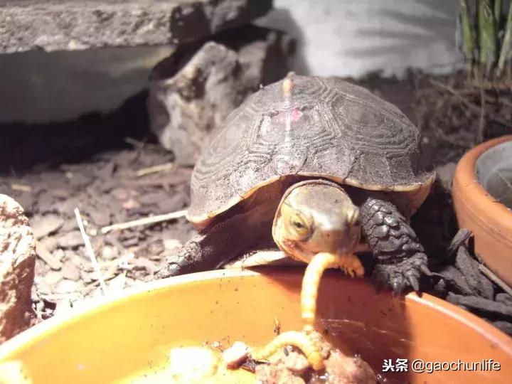 黄缘龟新手指南,怎么挑选黄缘龟