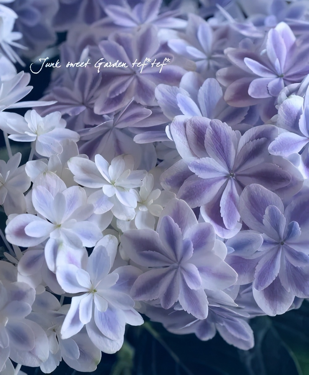 最漂亮的十种绣球,最省心的绣球