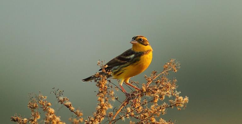 高清童年常见飞禽篇(值得珍藏)