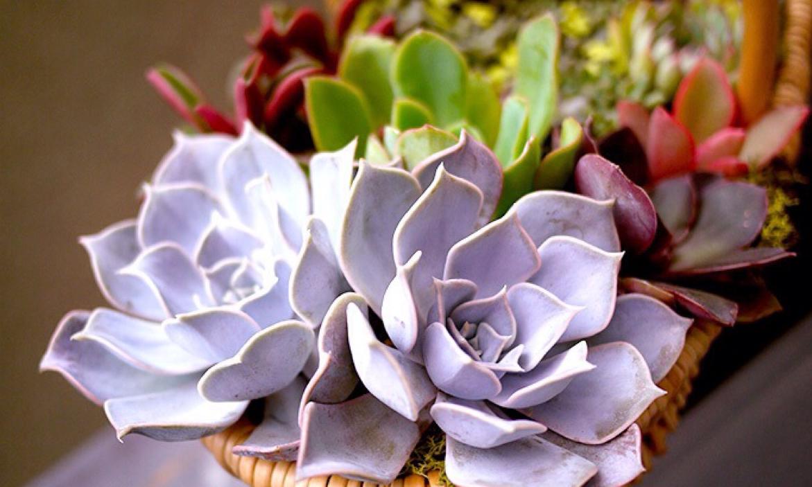 网购多肉不好养怎么办视频,多肉怎么服盆不僵苗