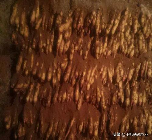 姜友们，可以换一种思路来挣钱