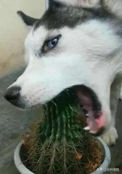 哈士奇粘鼠板搞笑视频,哈士奇被粘鼠板粘住