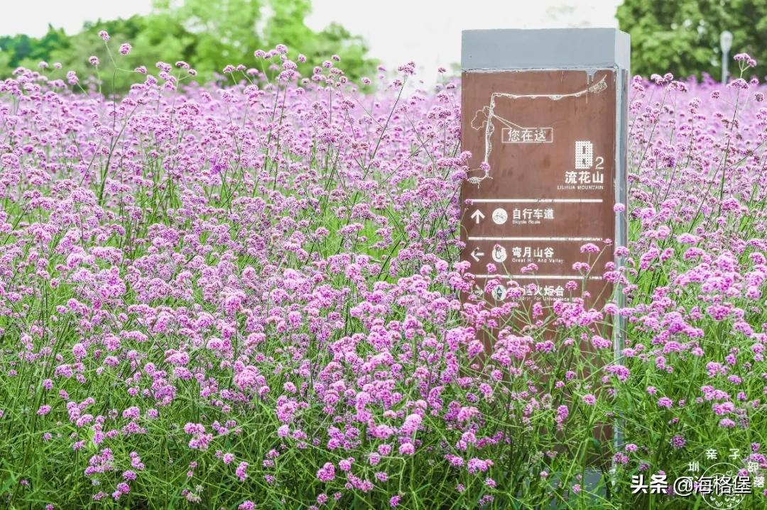 绱壊姊﹀够鑺辨捣鍏洯,娣卞湷鏅綏鏃烘柉2024绱壊鑺辨捣