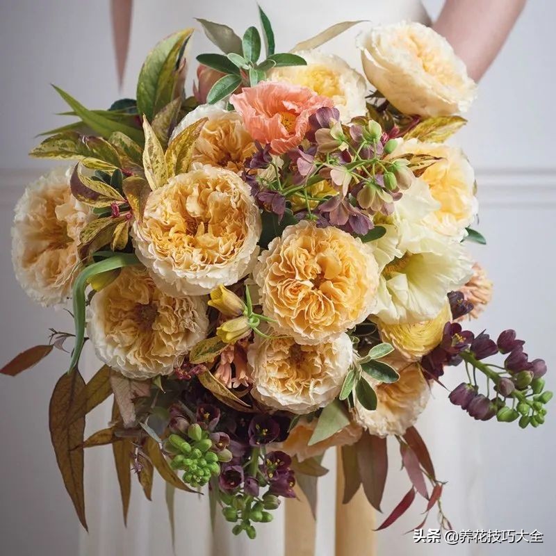 四季开花的月季又香又好养有几种,最漂亮10种盆栽月季