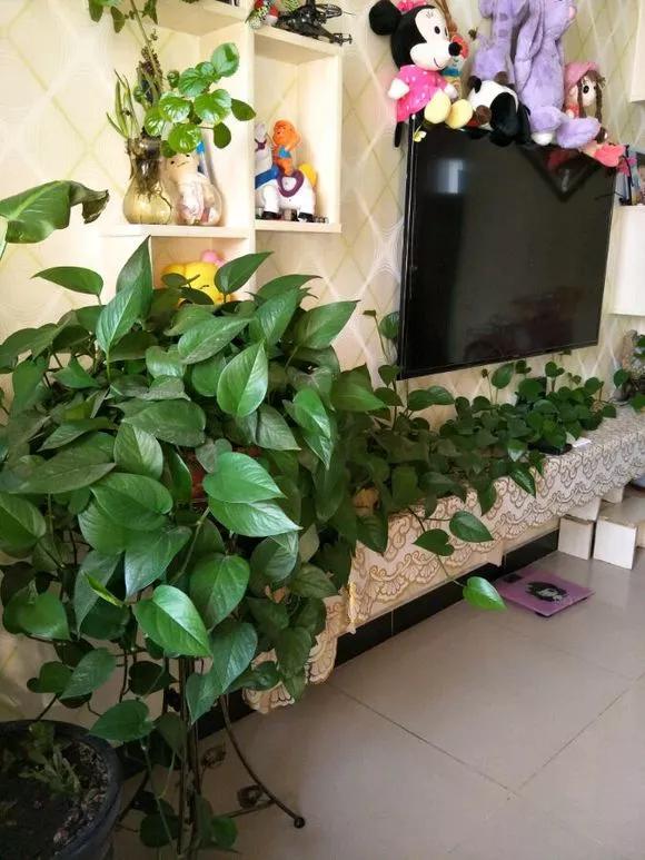 7种可以改善室内空气质量的绿植,7种花寓意美好净化空气花开不断