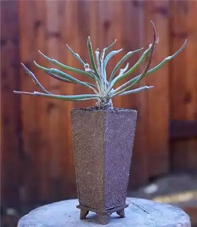 多肉大师手绘花盆,多肉顶级玩家