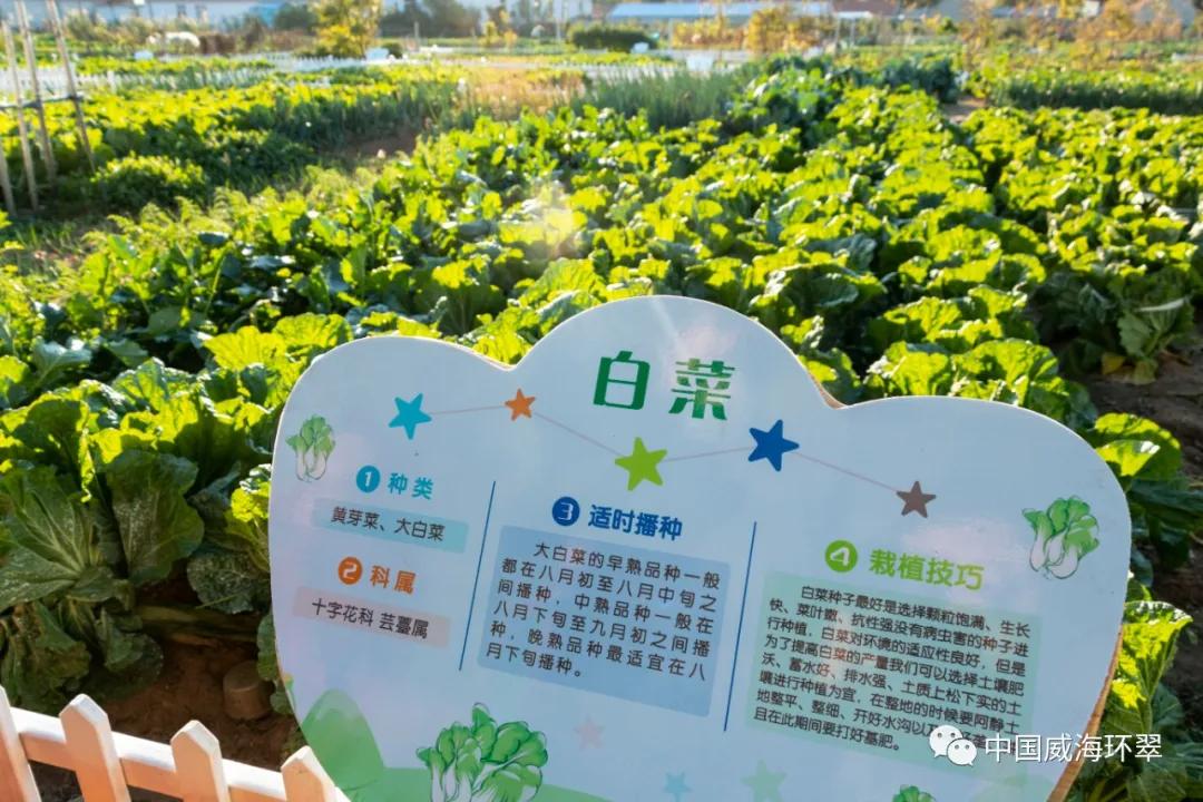 打造中德生态城、西展新高地，羊亭镇奏响“攻坚突破”发展强音