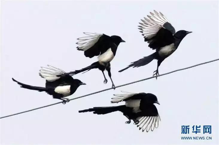 50条让你震惊的冷知识,这十个冷知识确实涨见识