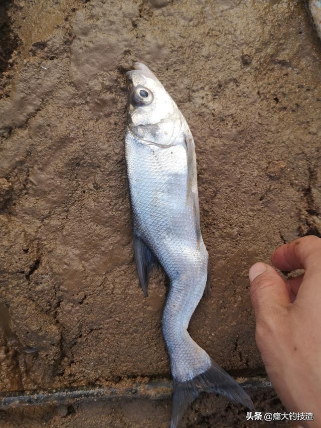 首批禁用渔具集中销毁,周口集中销毁禁用渔具