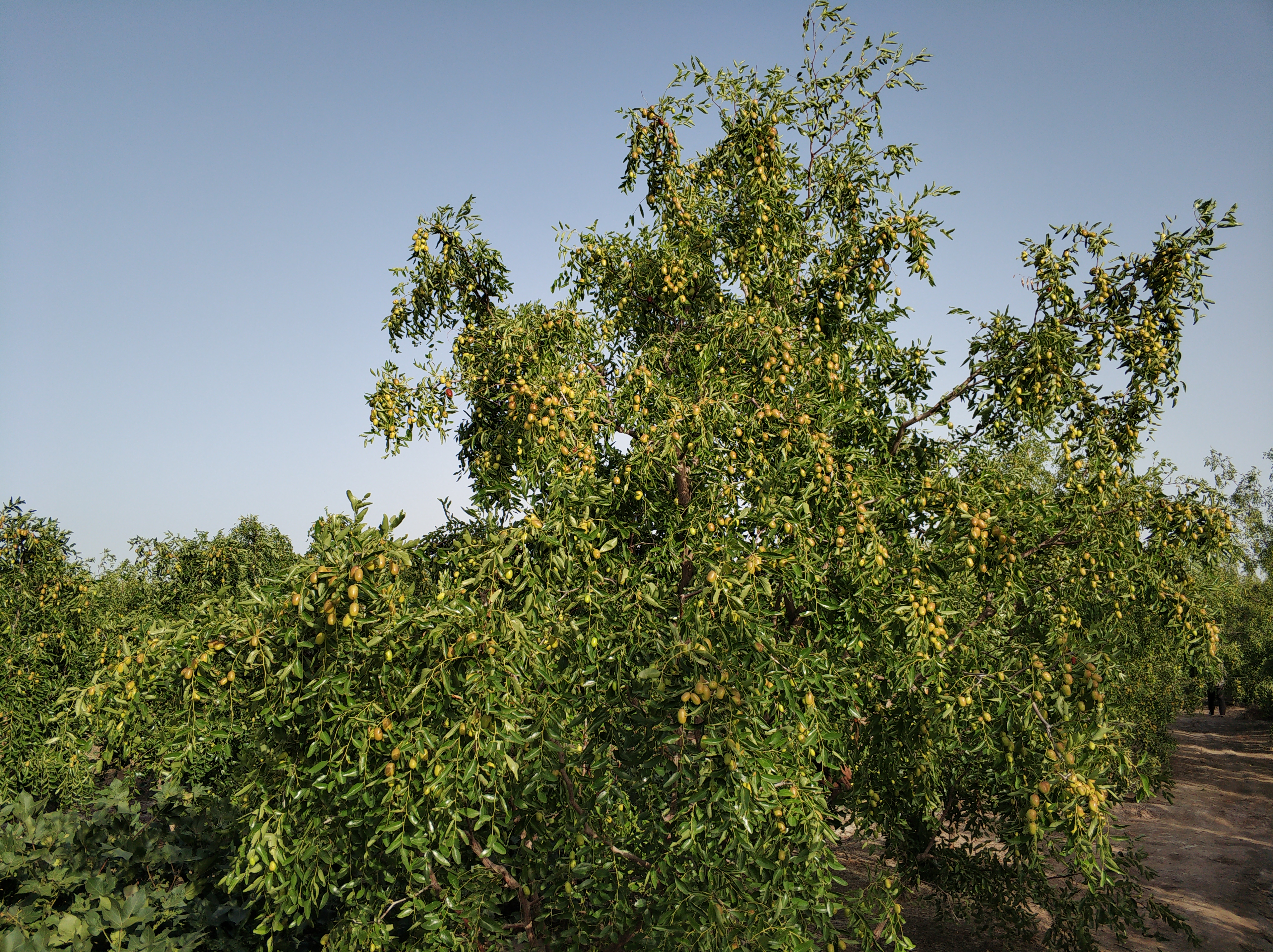 红枣树只开花不结果,红枣树开花不结果要打什么药