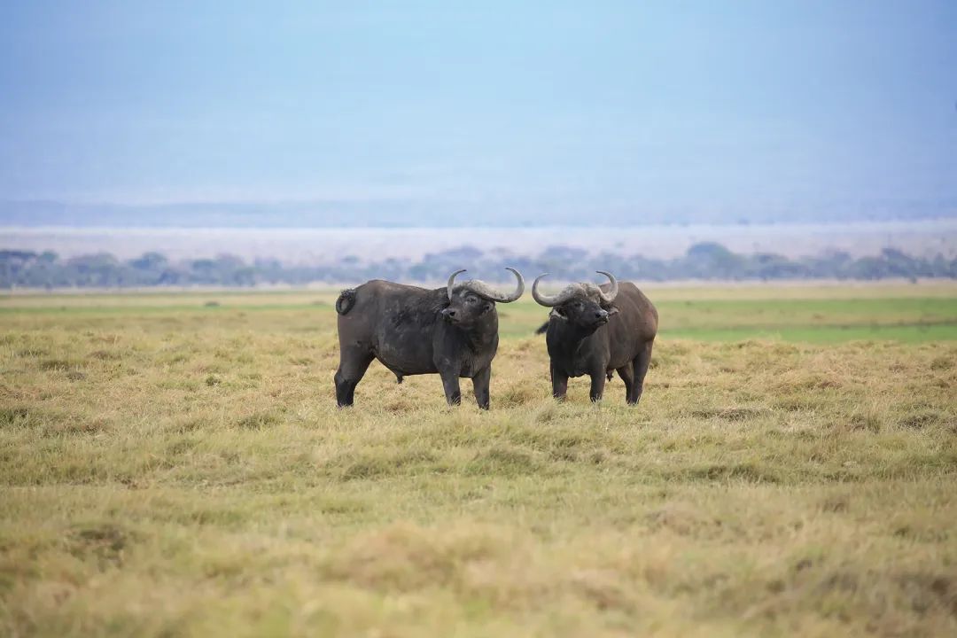 带女儿走进安博塞利国家公园，从野生动物身上收获“生命启蒙课”