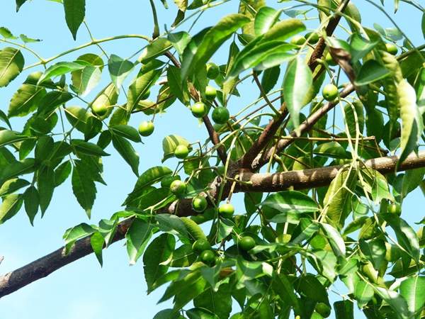 濂囪叮涓嵂,濂囪叮涓嵂瀵硅仈