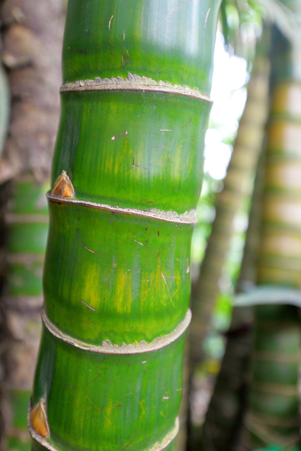 海南呀诺达热带雨林文化旅,三亚诺达雨林旅游攻略