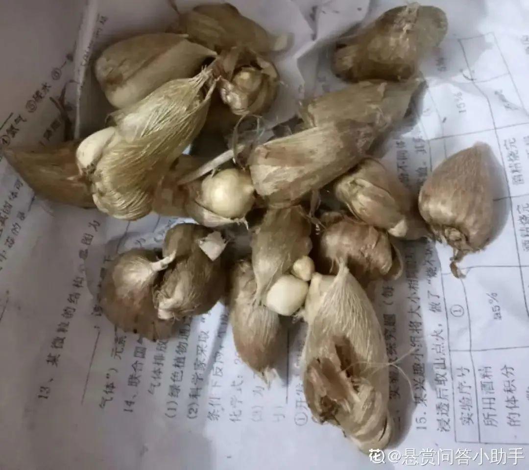 耐养的香水花,种室内香水花