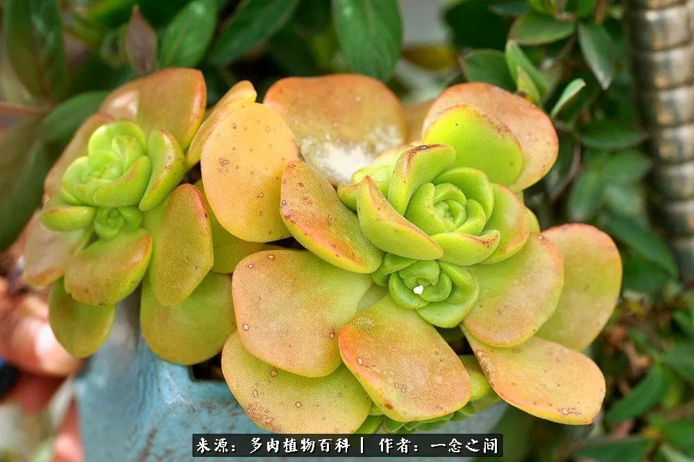 多肉牛群里的“七福神”（下）：男神篇！