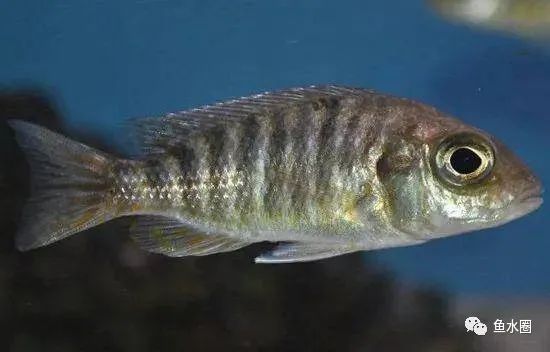 三湖慈鲷马鲷孔雀鱼多久发色,三湖慈鲷鱼之马鲷鱼