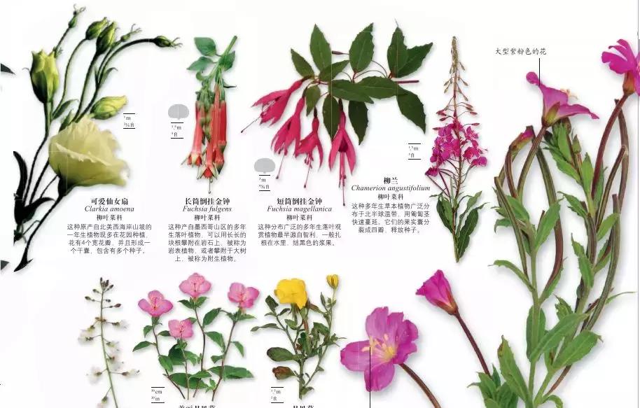 《DK博物大百科》上线啦!6.5折就可买到