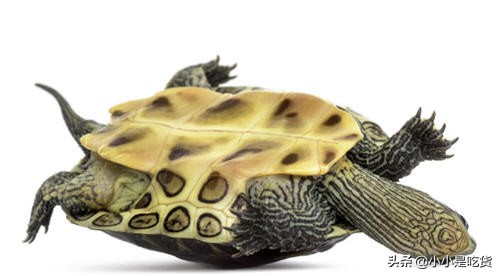 乌龟为什么不吃乌龟饲料,乌龟怎么不吃乌龟粮